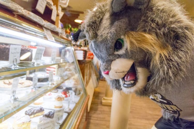 Milo Lynx Mascot looking at food