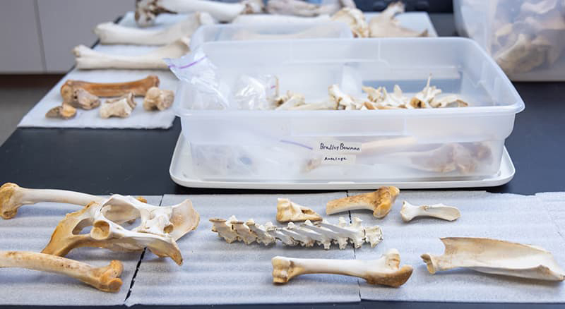 Various bones and skeletal remains arranged neatly on a table in a classroom laboratory setting. 