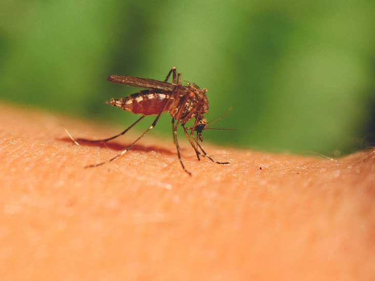 668-Mosquito_Bites-732x549-thumbnail